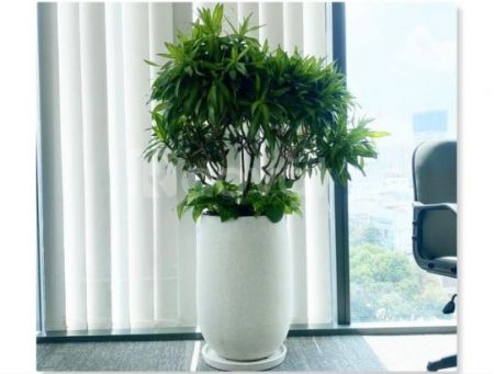 Trúc Bách Hợp