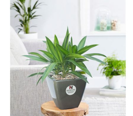 Cây Trúc Bách Hợp 