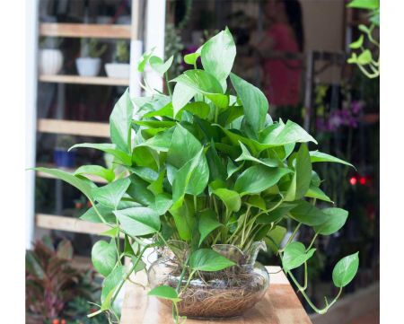 Cây Trầu Bà 