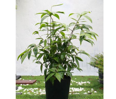 Cây Trúc Nhật