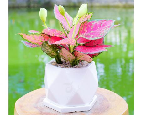 Cây Vạn Lộc 