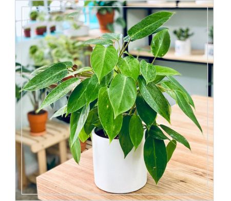 Cây Trầu tỷ phú 