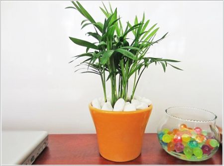 Cây Cau Nhật 
