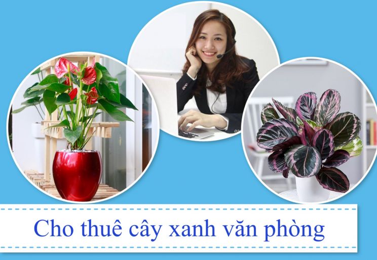 TỐP ĐẦU CÔNG TY CHO THUÊ CÂY SỰ KIỆN TẠI TPHCM