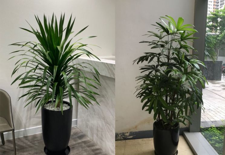 HƯỚNG DẪN CÁCH CHĂM SÓC CÂY VĂN PHÒNG TPHCM