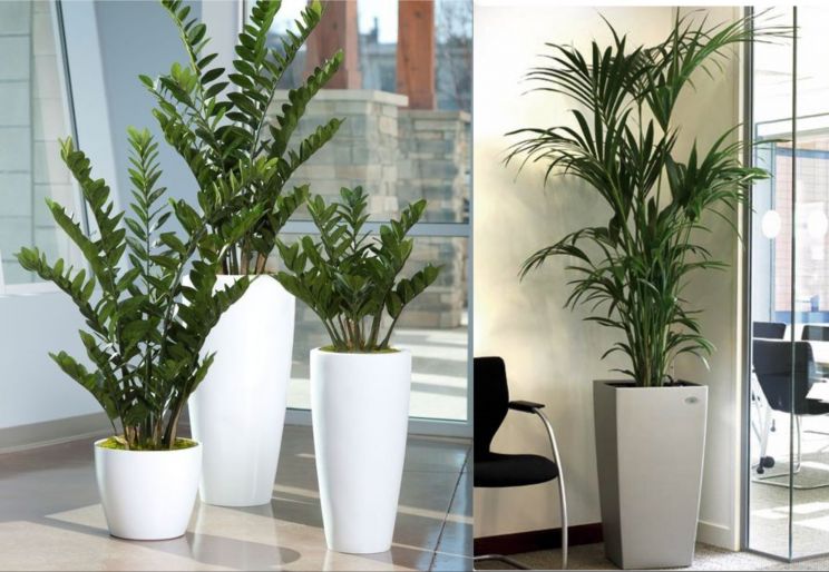 TỐP ĐẦU CÔNG TY CHO THUÊ CÂY CẢNH VĂN PHÒNG Ở TPHCM