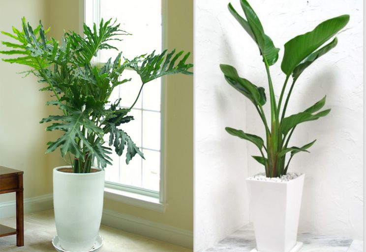 CÔNG TY CHO THUÊ CÂY CẢNH VĂN PHÒNG CHẤT LƯỢNG CAO