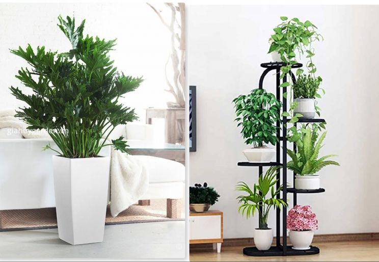 DỊCH VỤ BÁN CÂY XANH VĂN PHÒNG TRỌN GÓI