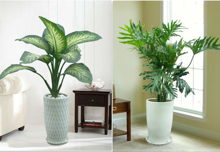 MƯỜI LÝ DO NÊN THUÊ CÂY XANH VĂN PHÒNG CỦA THỜI ĐẠI XANH