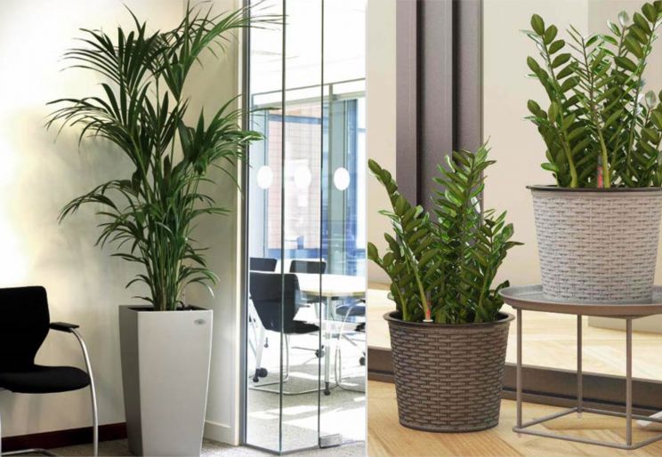 TỐP 5 CÂY XANH PHONG THỦY NÊN TRỒNG ĐỂ LÀM ĂN PHÁT ĐẠT