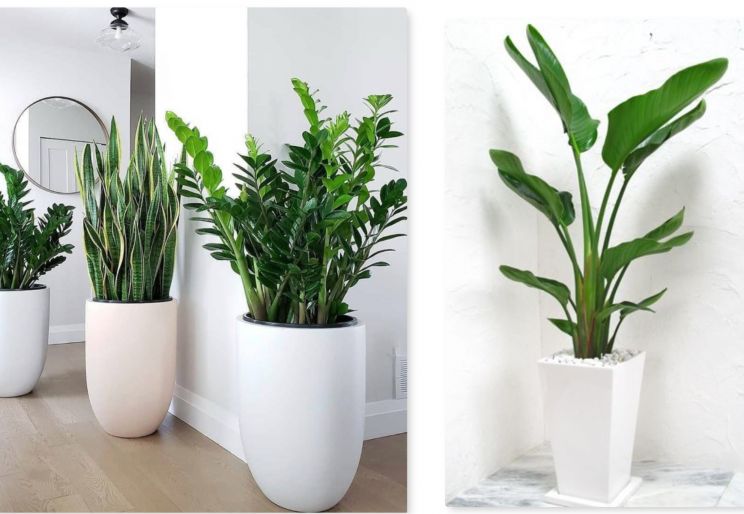 BẢNG BÁO GIÁ CHO THUÊ CÂY CẢNH VĂN PHÒNG MỚI NHẤT TẠI TPHCM
