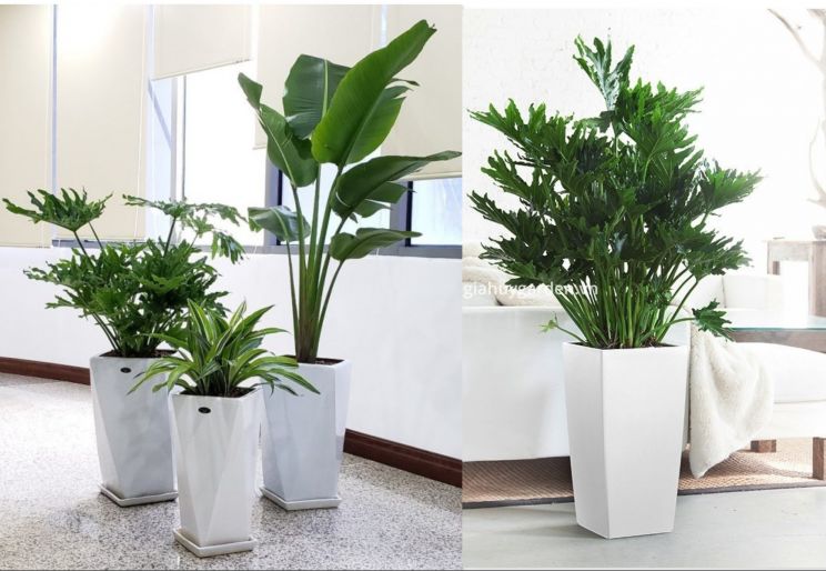 DỊCH VỤ THUÊ CÂY CẢNH VĂN PHÒNG TIỆN LỢI Ở TPHCM