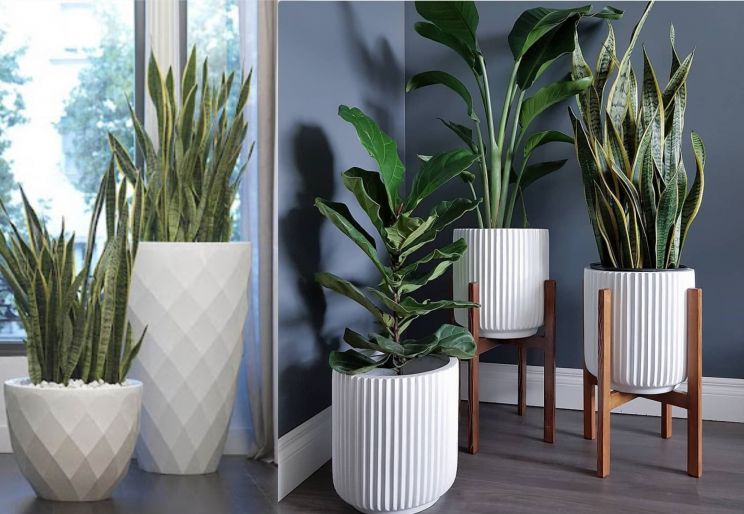 LÝ DO NÊN THUÊ CÂY VĂN PHÒNG Ở THỜI ĐẠI XANH