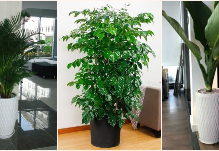 DỊCH VỤ THUÊ CÂY CẢNH VĂN PHÒNG GIÁ RẺ TPHCM