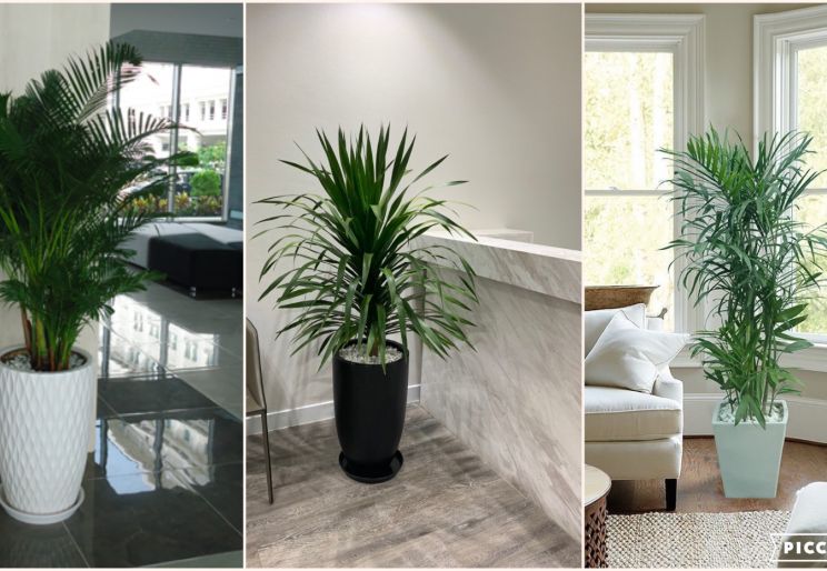 DỊCH VỤ CHO THUÊ CÂY XANH VĂN PHÒNG GIÁ RẺ
