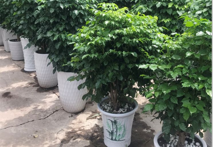 SIÊU THỊ CÂY XANH CHO THUÊ Ở TPHCM