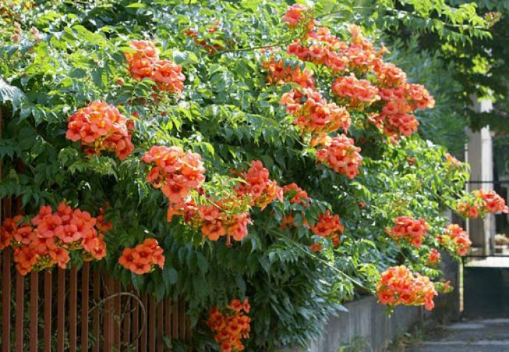BÁN CÂY CẢNH VĂN PHÒNG GIÁ RẺ TẠI TPHCM