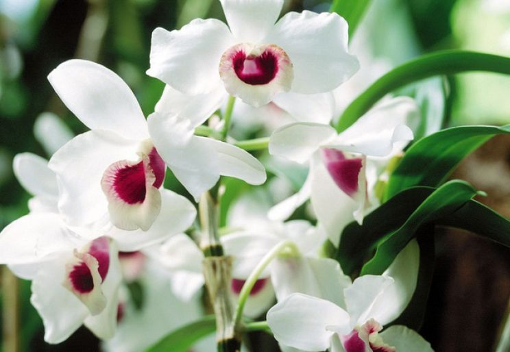HIỂU ĐÚNG VỀ CÂY HOA CẢNH ĐỘT BIẾN GEN