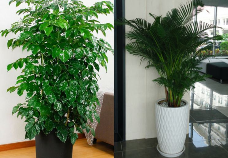CHO THUÊ CÂY CẢNH VĂN PHÒNG GIÁ RẺ Ở TPHCM
