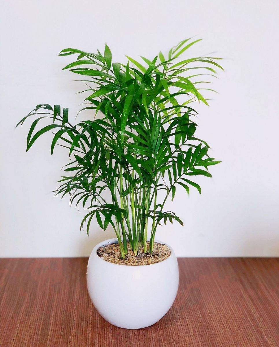Cây Cau Tiểu Trâm & Chậu Sứ – AGRIOLY Vietnam