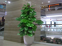 CÂY TRẦU BÀ LEO CỘT - VẠN NIÊN THANH