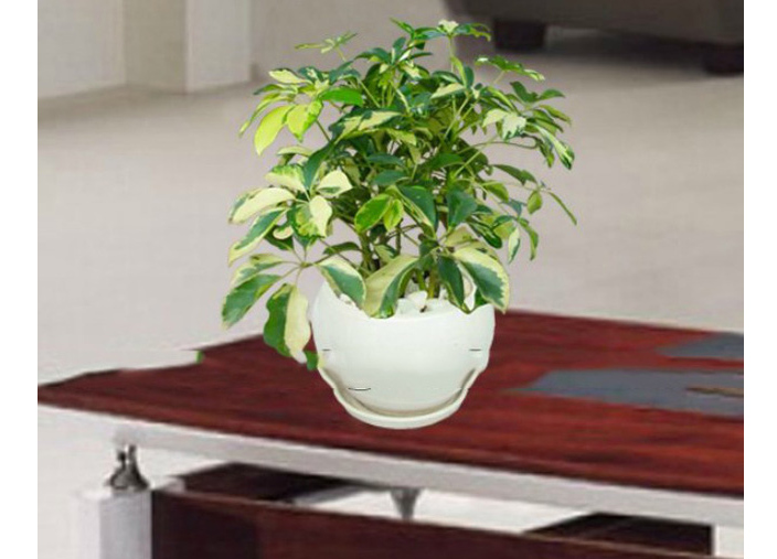 Cây ngũ gia bì: Loại cây 