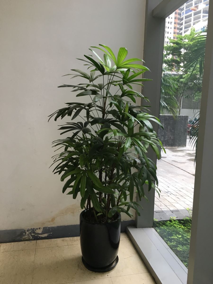 Cây lưỡi hổ, trầu vàng, trúc may,... vừa có công dụng phòng chống ung thư  vừa mang đến phong thủy cho gia chủ | AGRIOLY Vietnam