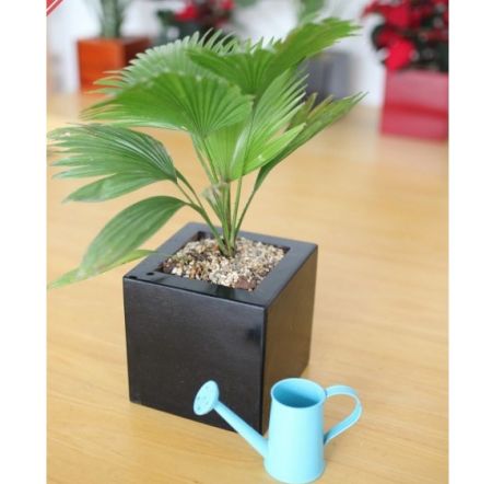 Cây cọ Nhật