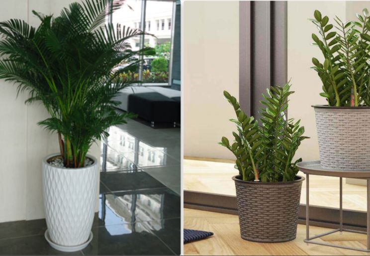 TỐP ĐẦU ĐỊA CHỈ CHO THUÊ CÂY VĂN PHÒNG TẠI TPHCM
