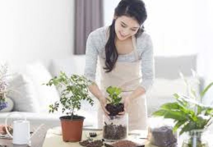 CÁC LOẠI CÂY CẢNH TRONG NHÀ DỄ CHĂM SÓC